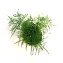Load image into Gallery viewer, Fern, 3.5in, Plumosa