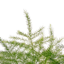 Load image into Gallery viewer, Fern, 3.5in, Plumosa