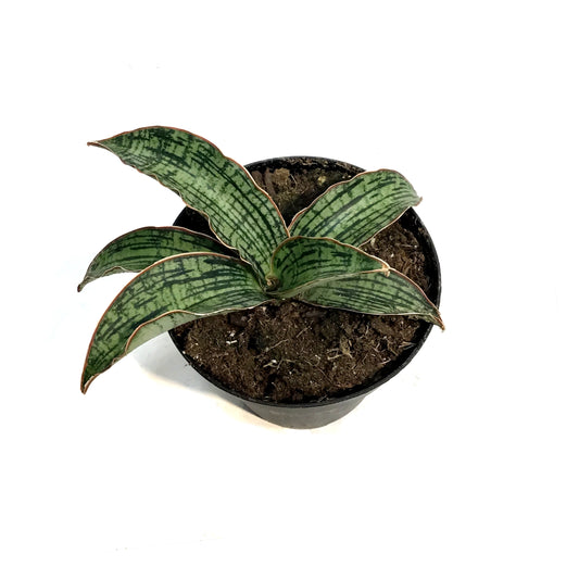 Sansevieria, 4in, Cleopatra