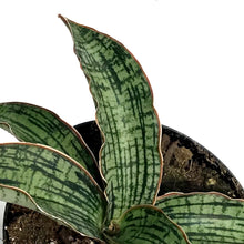 Load image into Gallery viewer, Sansevieria, 4in, Cleopatra