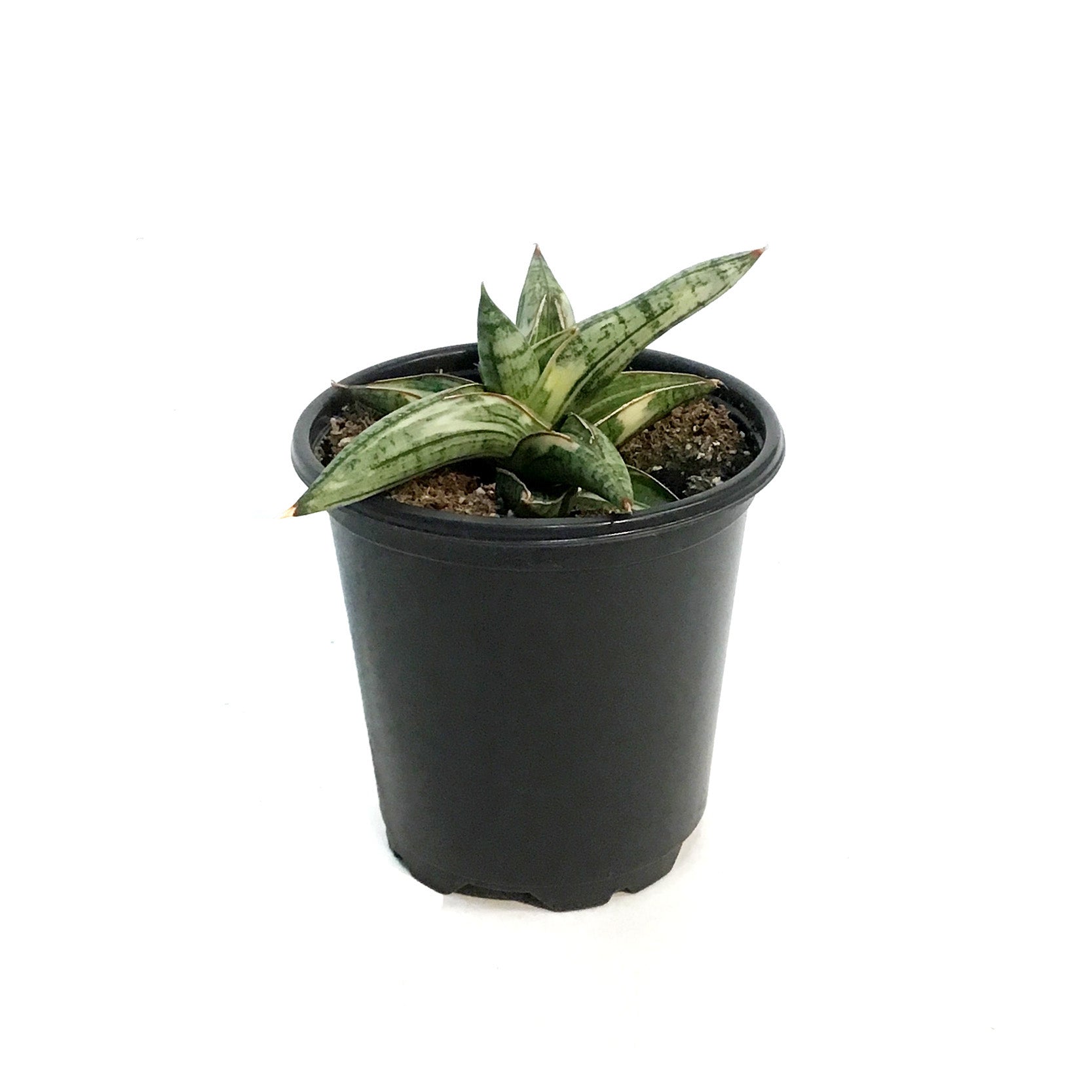 conical snake plant Sansevieria, 4in, Lavarnos Blue Cone Variegated