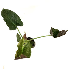 Load image into Gallery viewer, Alocasia, 10in, Wentii
