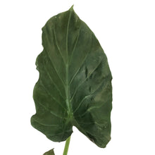 Load image into Gallery viewer, Alocasia, 10in, Wentii