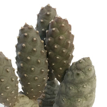 Load image into Gallery viewer, Cactus, 2.5in, Pinecone