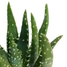 Load image into Gallery viewer, Aloe,2.5in,White Tooth