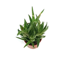 Load image into Gallery viewer, Aloe,2.5in,Tiger Tooth