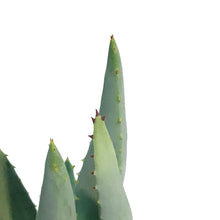 Load image into Gallery viewer, Aloe,2.5in,Asperifolia