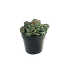 Load image into Gallery viewer, Succulent, 2.5in, Aloinopsis Luckhoffii
