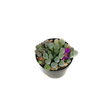 Load image into Gallery viewer, Succulent, 2.5in, Purple Baby Toes