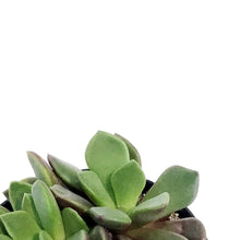 Load image into Gallery viewer, Succulent, 2.5in, Anacampseros Rufescens