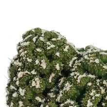 Load image into Gallery viewer, Cactus, 9cm, Cereus peruvianus 'Petra'
