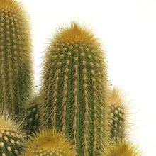 Load image into Gallery viewer, Cactus, 8in, Weberbauerocereus Winterianus, Ribbed