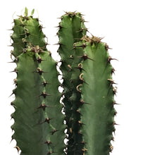 Load image into Gallery viewer, Cactus, 10in, Chocolate Drop Candelabra