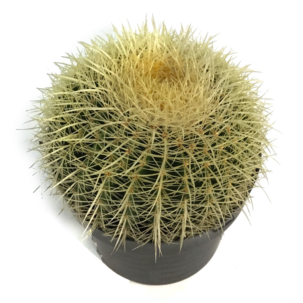 Cactus, 10in, E. grusonii 'Golden Barrel'