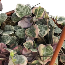 Load image into Gallery viewer, String of Hearts Variegated, 4in HB, Ceropegia