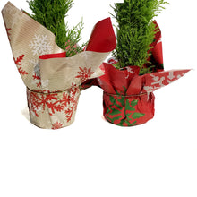 Load image into Gallery viewer, Cypress, 5in, Lemon/Wilma Grinch Tree w/ Mylar