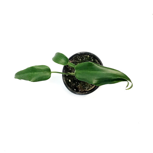 Monstera, 4in, Burle Marx Flame