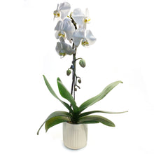 Load image into Gallery viewer, Orchid, 5in, Cascading In Ceramic