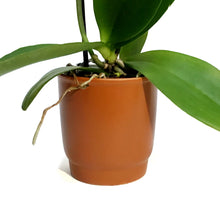 Load image into Gallery viewer, Orchid, 3in, Phalaenopsis in Ceramic Pot