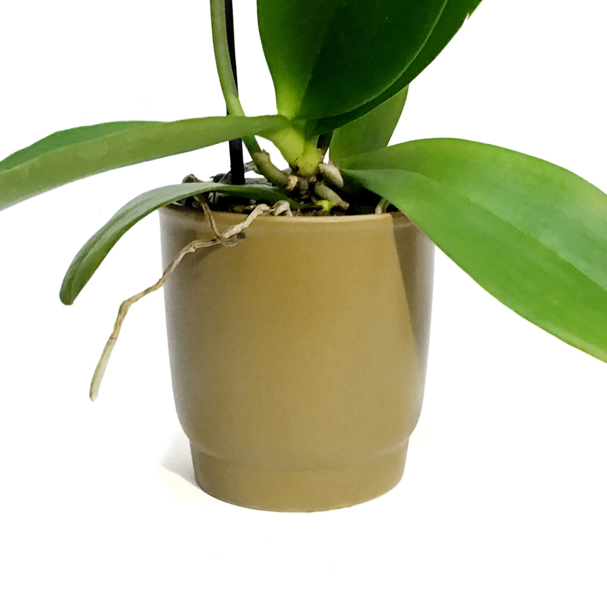 Orchid, 3in, Phalaenopsis in Ceramic Pot