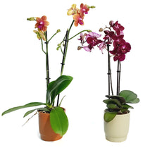Load image into Gallery viewer, Orchid, 3in, Phalaenopsis in Ceramic Pot