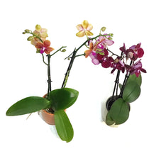 Load image into Gallery viewer, Orchid, 3in, Phalaenopsis in Ceramic Pot
