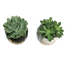 Load image into Gallery viewer, Succulent,4in, In BOO