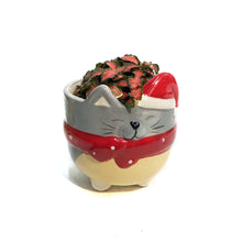 Load image into Gallery viewer, Tropical, 2in, Assorted, TFestive Puppy and Kitty