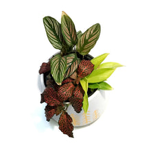 Load image into Gallery viewer, Pot, 4in, Ceramic,Gold Tree