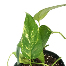 Load image into Gallery viewer, Epipremnum Pinnatum, 6in Neon