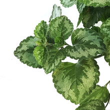 Load image into Gallery viewer, Lamiastrum, 6.5in Hanging Basket, Jade Frost