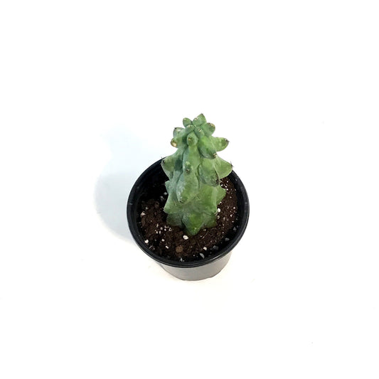 Cactus, 3.5in, Boobie