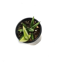 Load image into Gallery viewer, Sansevieria, 3.5in, Tower Grey