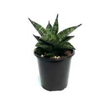 Load image into Gallery viewer, Sansevieria, 3.5in, Pagodah Dark