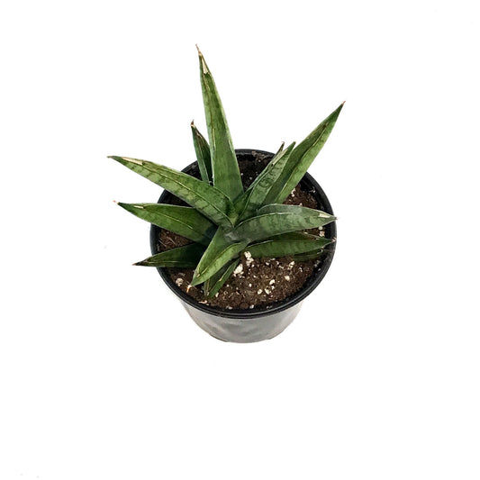 Sansevieria, 4in, Rockman