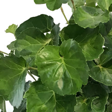 Load image into Gallery viewer, Aralia, 6in, Aralia Balfour Stump