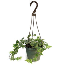 Load image into Gallery viewer, Ivy, 6in HB, Gold Child