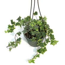 Load image into Gallery viewer, Ivy, 6in HB, Gold Child