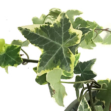 Load image into Gallery viewer, Ivy, 6in HB, Gold Child