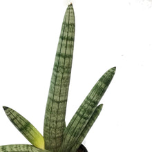 Load image into Gallery viewer, Sansevieria, 4in, Starfish