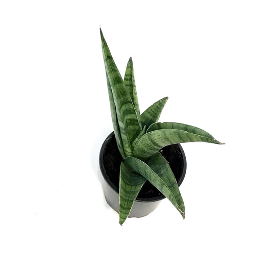 Sansevieria, 4in, Indo Hybrid