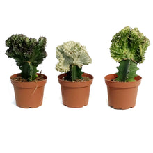 Load image into Gallery viewer, Cactus, 5iin, Coral Cactus, Grafted