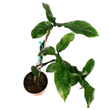 Load image into Gallery viewer, Philodendron, 6in, 69586