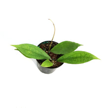 Load image into Gallery viewer, Hoya, 4in, Jennifer