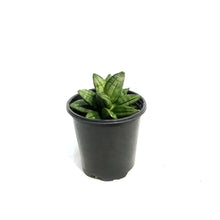 Load image into Gallery viewer, Sansevieria, 3.5in Pyramid