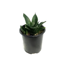 Load image into Gallery viewer, Sansevieria, 3.5in Jade