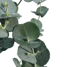 Load image into Gallery viewer, Eucalyptus, 6in, Glacier