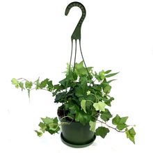 Load image into Gallery viewer, Ivy, 6in HB, Algerian