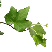 Load image into Gallery viewer, Ivy, 6in HB, Algerian