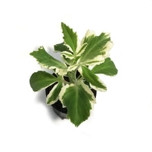 Load image into Gallery viewer, Kalanchoe, 4in, Lacinatea Var